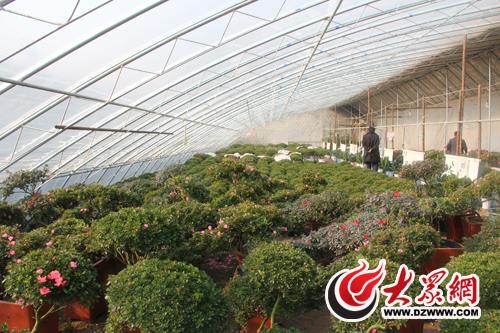 济南最大园艺基地建成 将办首届新春花卉节