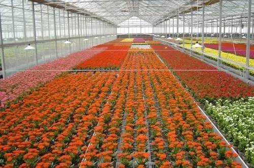 中国花卉种植行业市场调研与竞争策略分析报告(2014-2018)