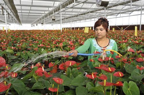新疆疏勒建设现代化"花卉工厂"